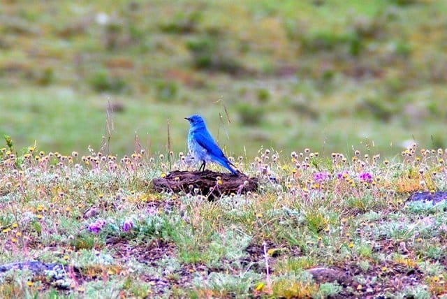 Greater Voice photo by Sumit Bajaj of a beautiful blue bird