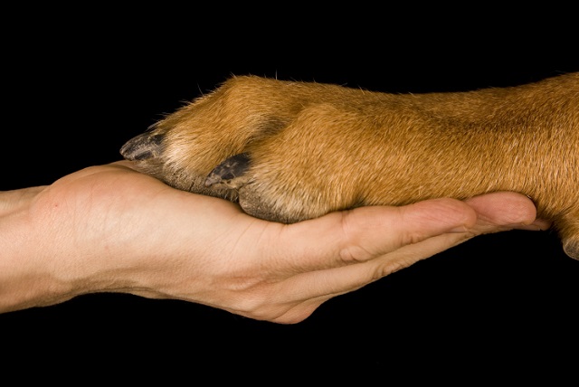 dog-lover-hand-paws