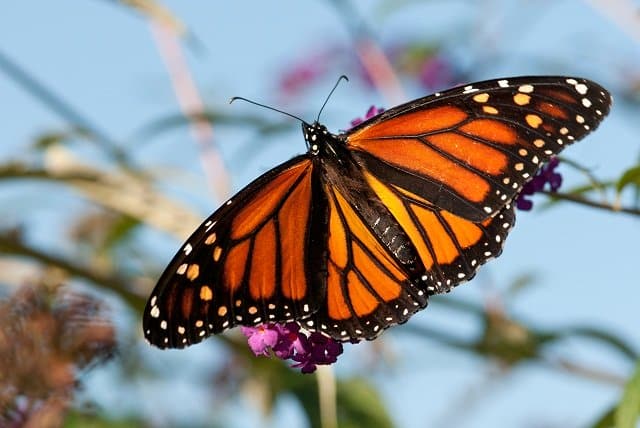 where-did-butterflies-go