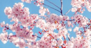 Welcoming the King of Seasons with Kayasiddhi Kayasiddhi Oils