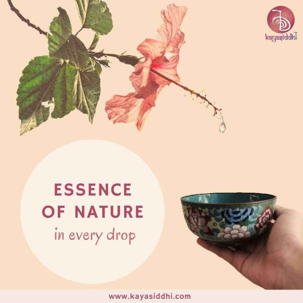 Kayasiddhi ayurvedic herbal Oils