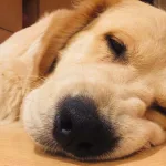 Truffle pet dog mascot stress anxiety management paw happiness