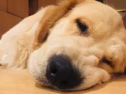Want to destress – Reach out for a Paw