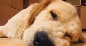 Can having a dog reduce stress? Want to destress – Reach out for a Paw