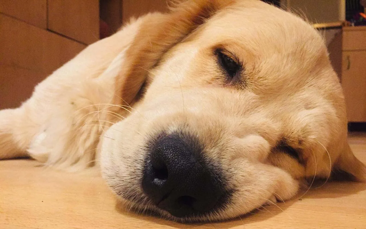 Can Having A Dog Reduce Stress?