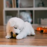 DILO Pet dog puppy accessories and toys buy shop online