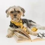Dog Puppy Toys Accessories online shop from DILO Pet