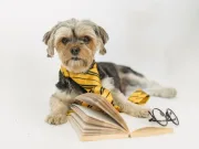 Dog Puppy Toys Accessories online shop from DILO Pet
