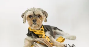 Training Your Puppy: What You Need to Know Dog Puppy Toys Accessories online shop from DILO Pet