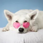 Safe, hazard-free, natural fibre filled toy and cat dog accessories from DILO Pet