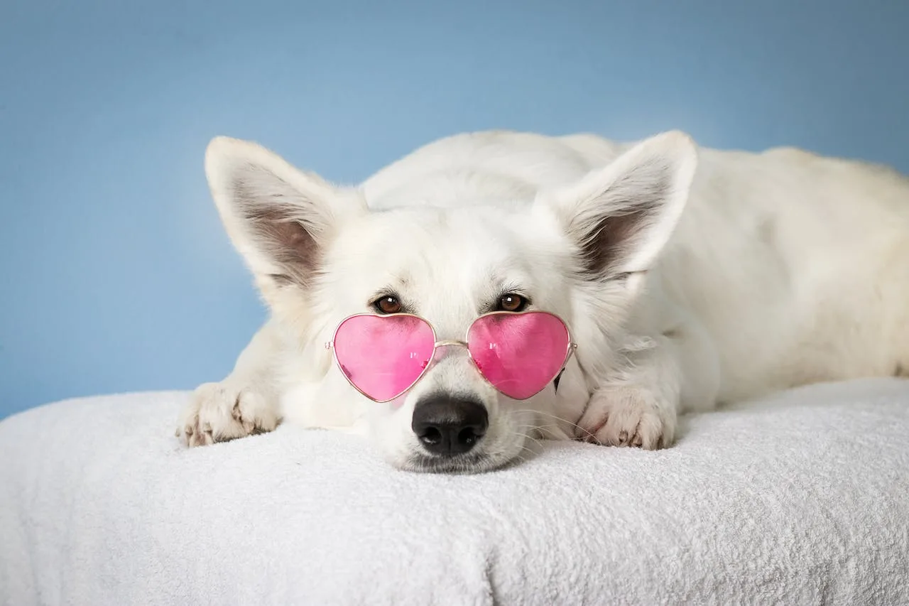 Pet accessories and toy gifts from DILO Pet