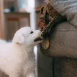 Safe, hazard-free, natural fibre filled toy and dog accessories from DILO Pet