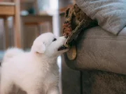 Pet accessories and toy gifts from DILO Pet