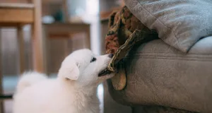 Dealing with the little devil who ends up chewing furniture, shoes, slippers, cushions and what not Pet accessories and toy gifts from DILO Pet