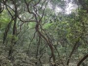 Matheran: Where Every Journey Begins With a Walk Matheran is India's only automobile-free hill station reminds us that the finest journeys are measured in footsteps, not kilometres.
