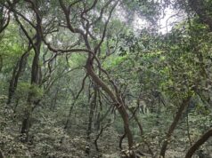 Matheran: Where Every Journey Begins With a Walk Matheran is India's only automobile-free hill station reminds us that the finest journeys are measured in footsteps, not kilometres.