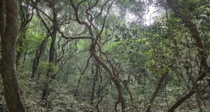 Matheran: Where Every Journey Begins With a Walk Matheran is India's only automobile-free hill station reminds us that the finest journeys are measured in footsteps, not kilometres.